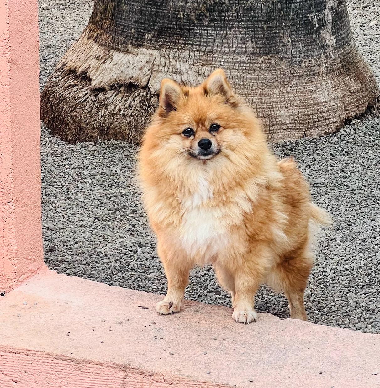 Mallorca Tierrettung