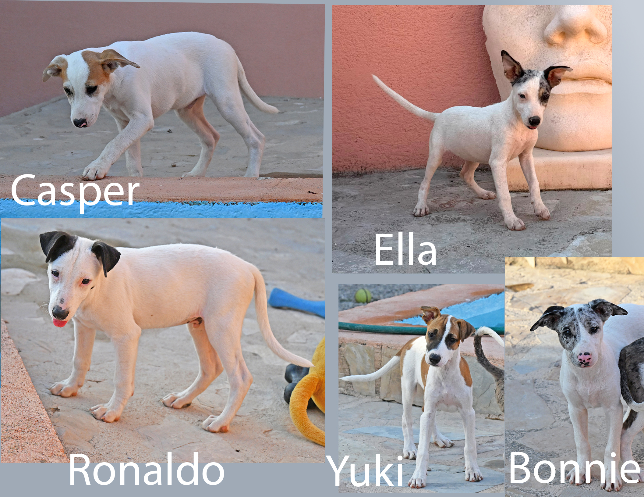 Casper, Ronaldo, Ella, Yuki, Bonnie