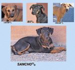 Lasse, Bo, Oscar, Sancho